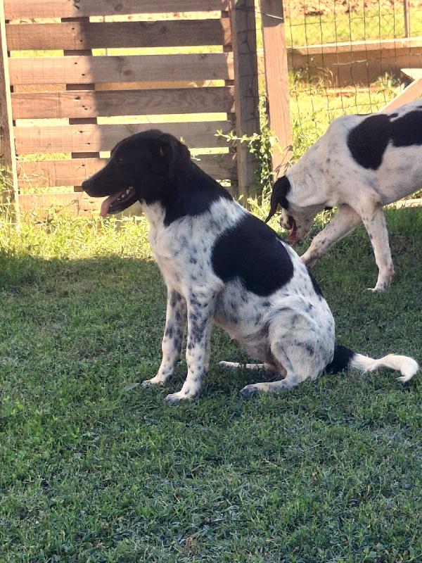 NORA, METICCIA TAGLIA MEDIA CONTENUTA, NATA IN MARZO 2025 Foto 3